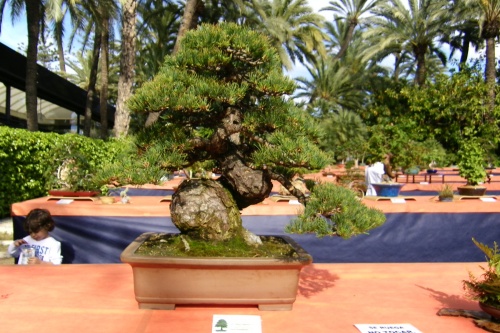 Bonsai Pinus Pentaphylla de Ramon Quiles Anton - ilicitano