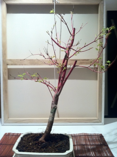 Bonsai acer palmatum sangokaku - full