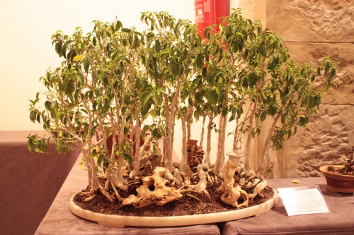 Bonsai Bosque de Ficus Natasja - Acia Bonsai