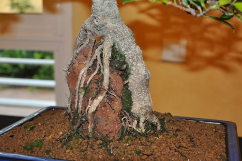 Bonsai Ficus retusa "Var. brevifolia" - josegoderi