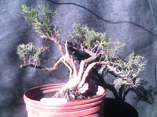 Bonsai Juniperus Sabina - bonsailuis