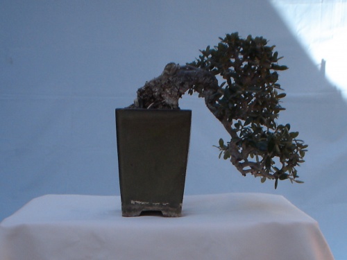 Bonsai uno de mis primeros bonsai -  xavoly