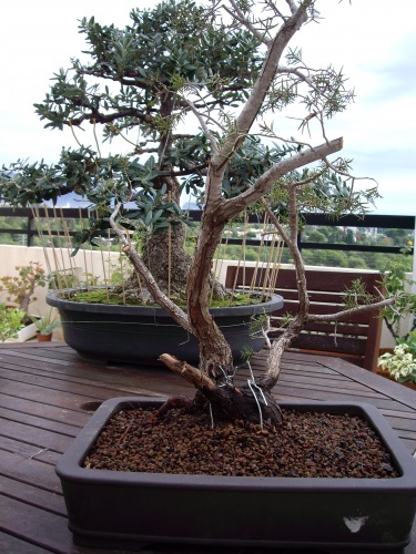 Bonsai Enebro (juniperus rigida) - Juan Castro