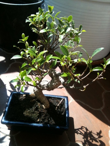 Bonsai Ficus Retusa - vfmass